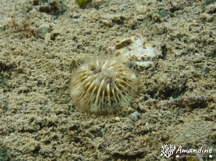 Corail dur