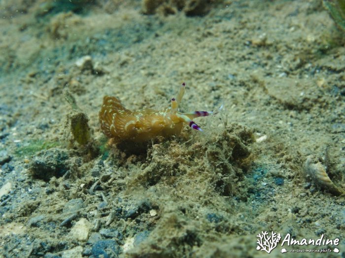 Limaces de mer