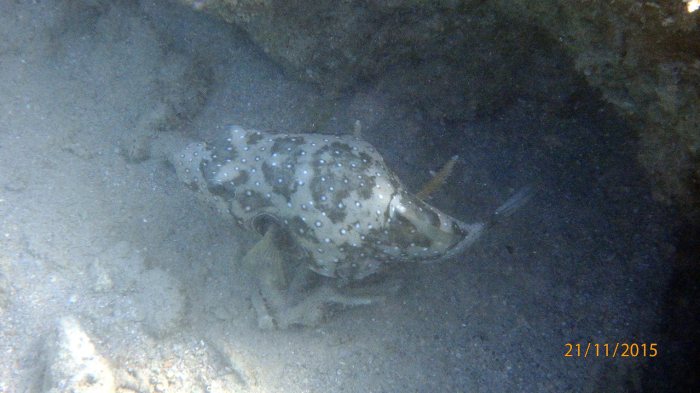 Arothron hispidus