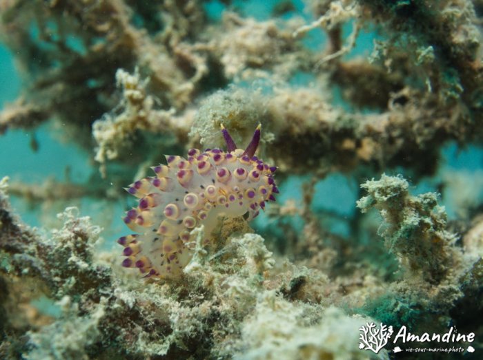 Limaces de mer