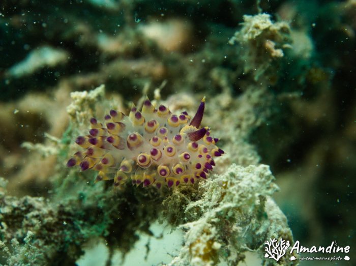 Limaces de mer