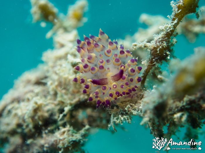 Limaces de mer