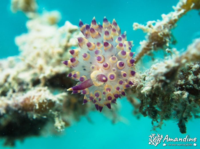 Limaces de mer