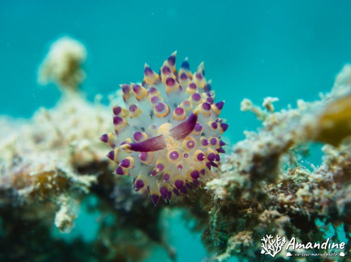 Limaces de mer