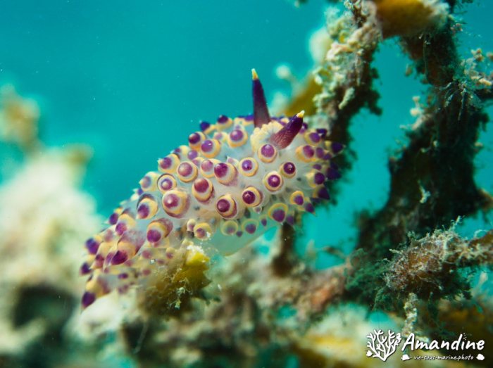 Limaces de mer
