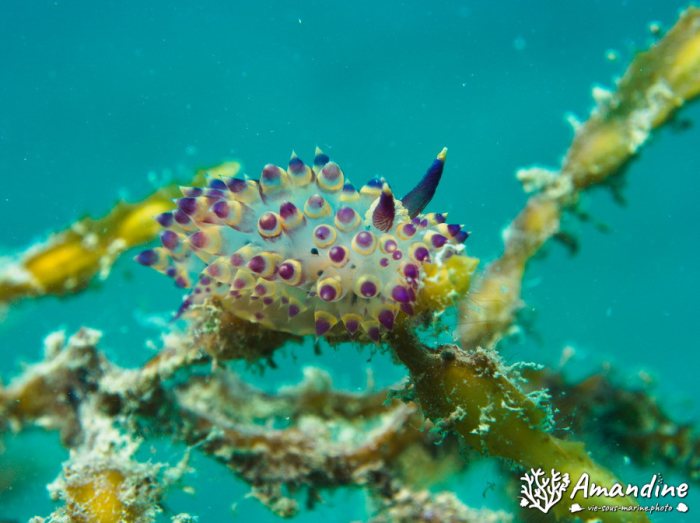 Limaces de mer