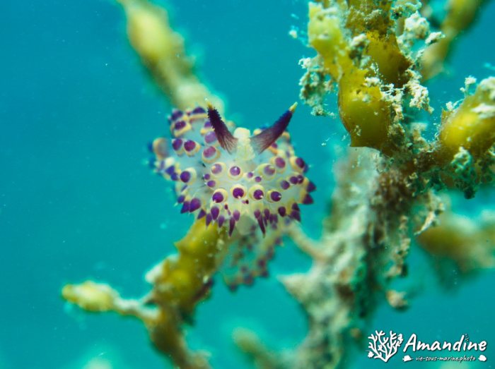 Limaces de mer