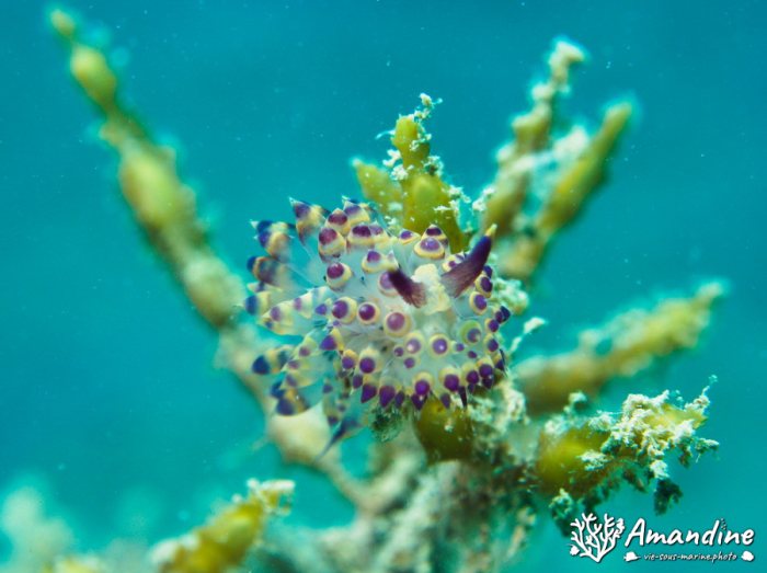 Limaces de mer