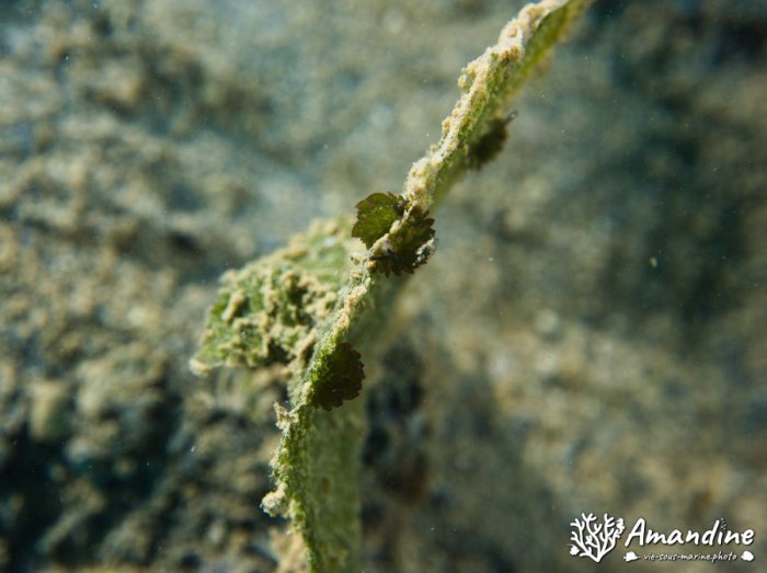 Limaces de mer