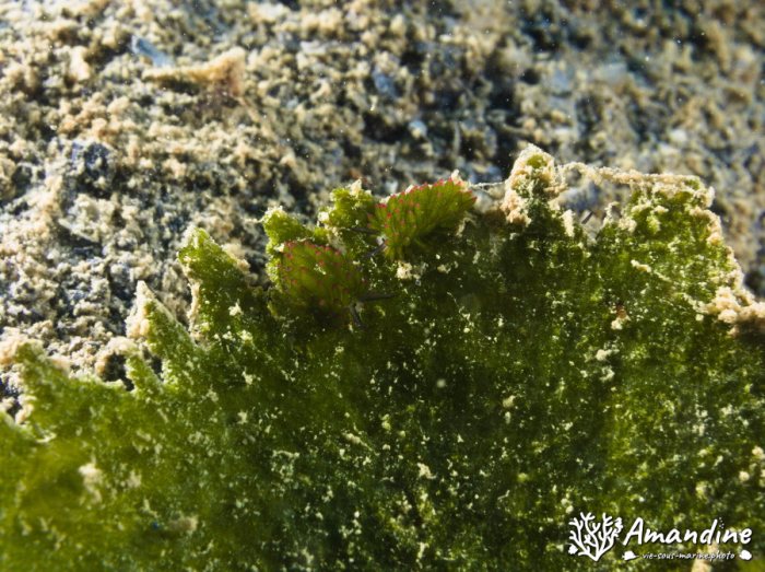 Limaces de mer