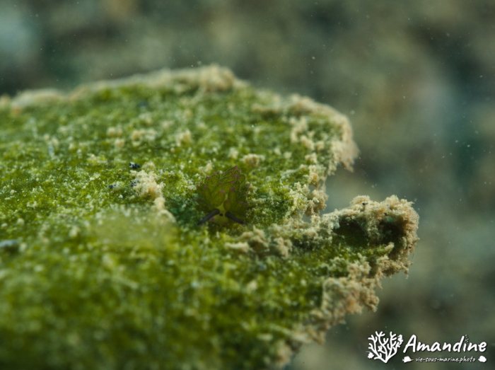 Limaces de mer