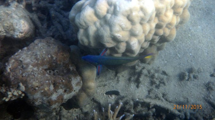 Thalassoma lunare