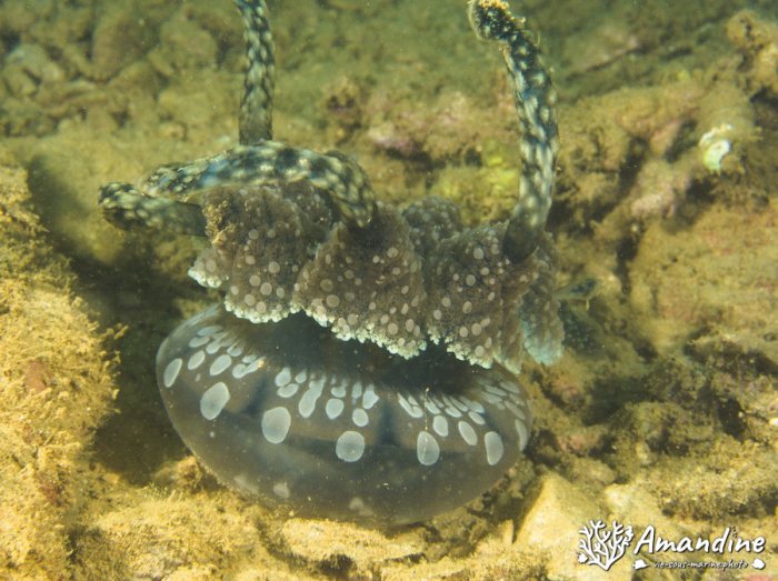 Mastigias papua