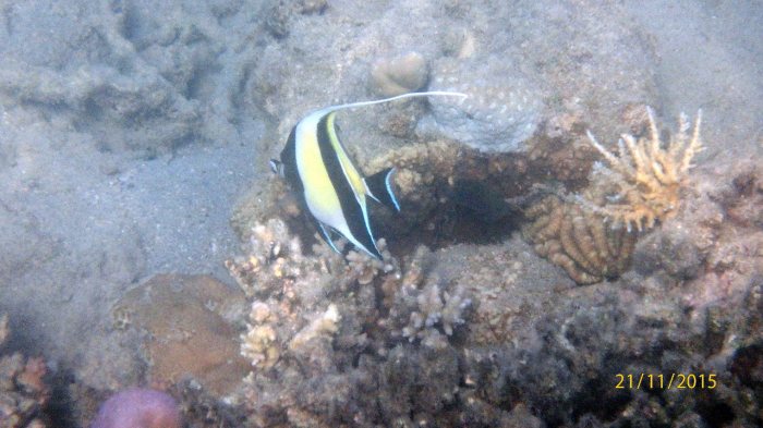 Zanclus cornutus