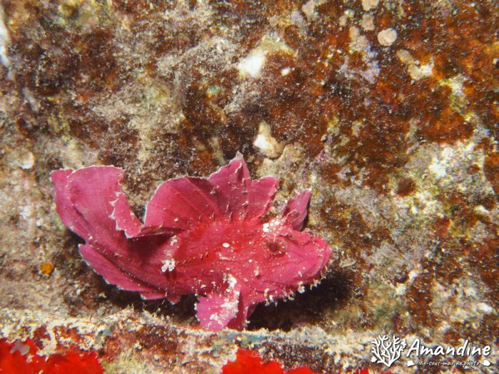 Taenianotus triacanthus