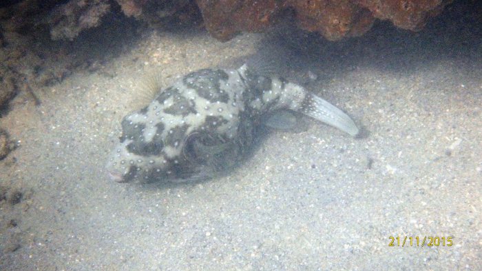 Arothron hispidus