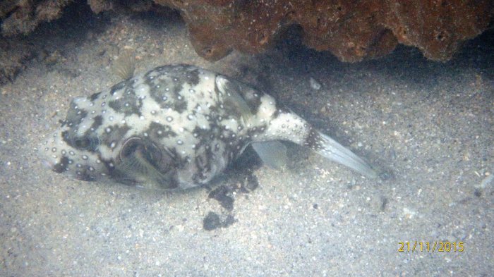 Arothron hispidus
