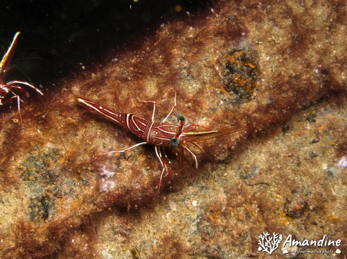 Rhynchocinetes durbanensis