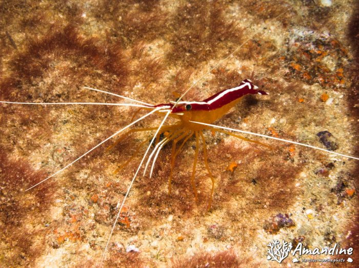 Lysmata amboinensis