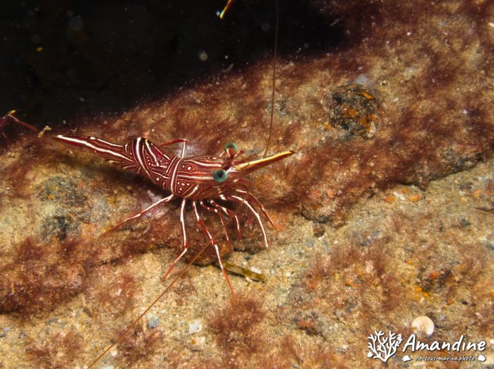 Rhynchocinetes durbanensis