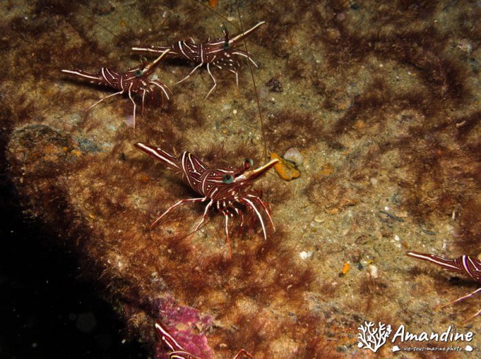 Rhynchocinetes durbanensis