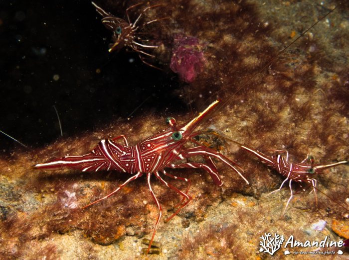 Rhynchocinetes durbanensis