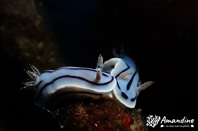 Chromodoris willani
