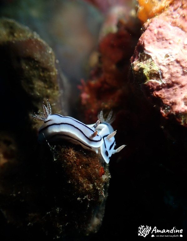 Chromodoris willani