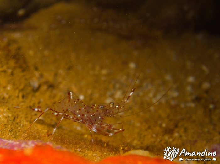 Urocaridella sp.