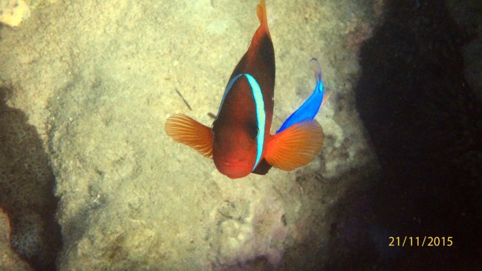 Amphiprion melanopus