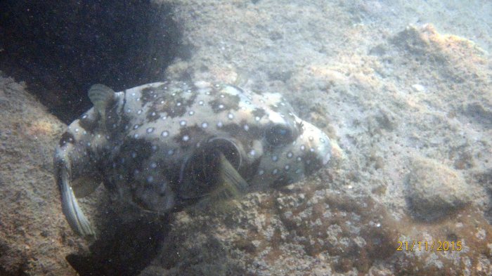 Arothron hispidus