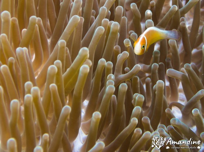 Amphiprion perideraion