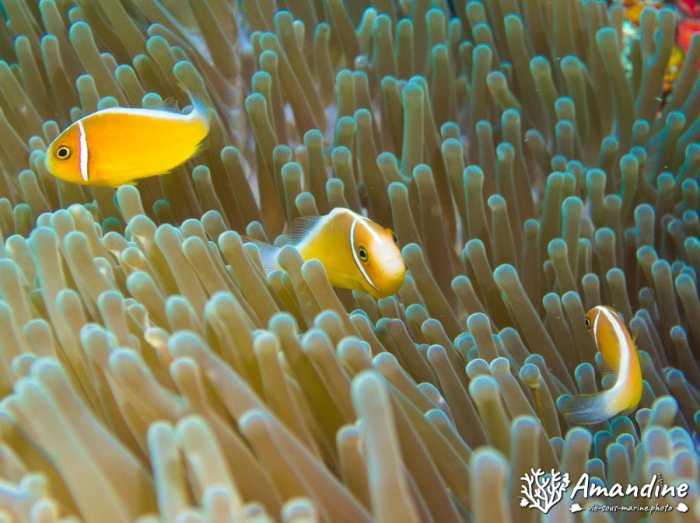 Amphiprion perideraion