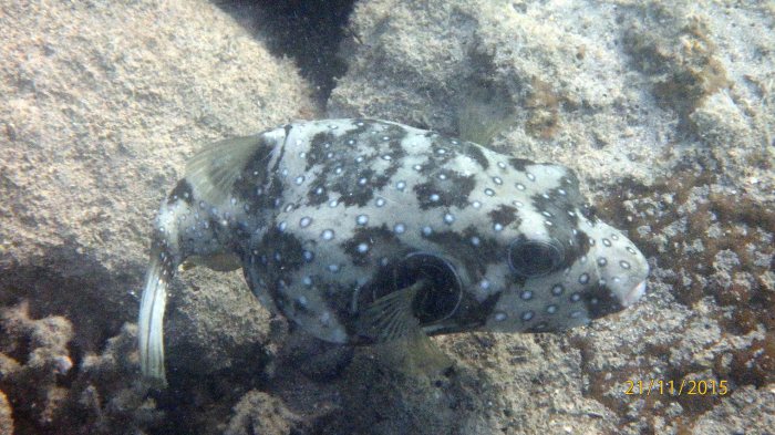 Arothron hispidus