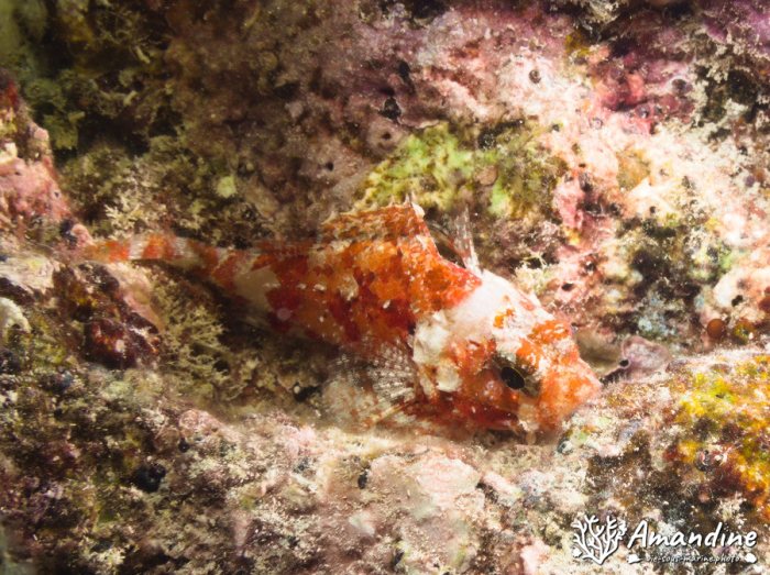 Sebastapistes sp.