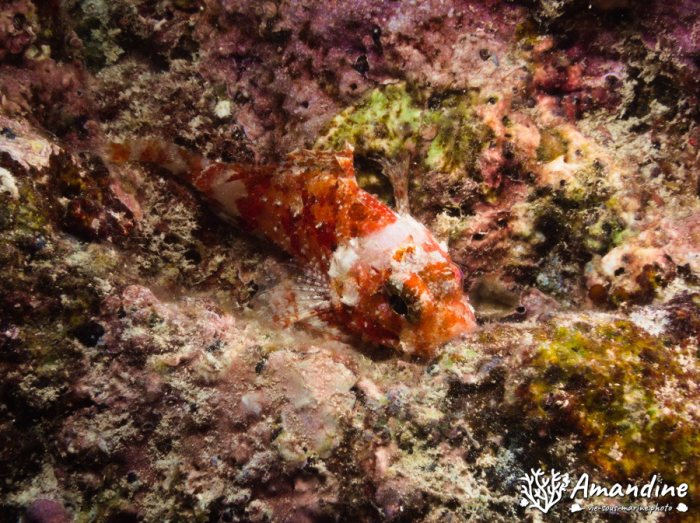 Sebastapistes sp.
