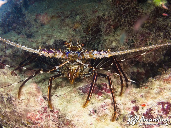 Langouste