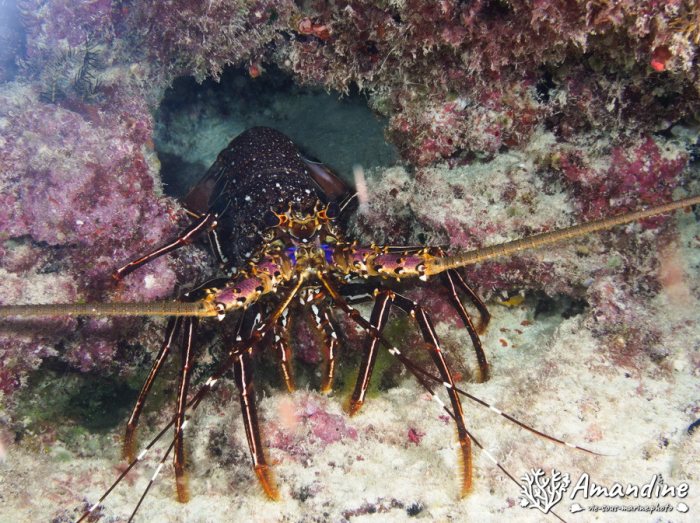 Langouste