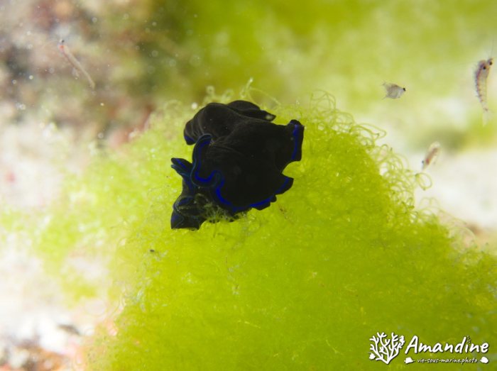 Pseudoceros sapphirinus