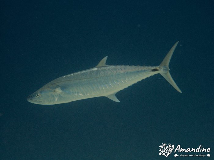 Tazar