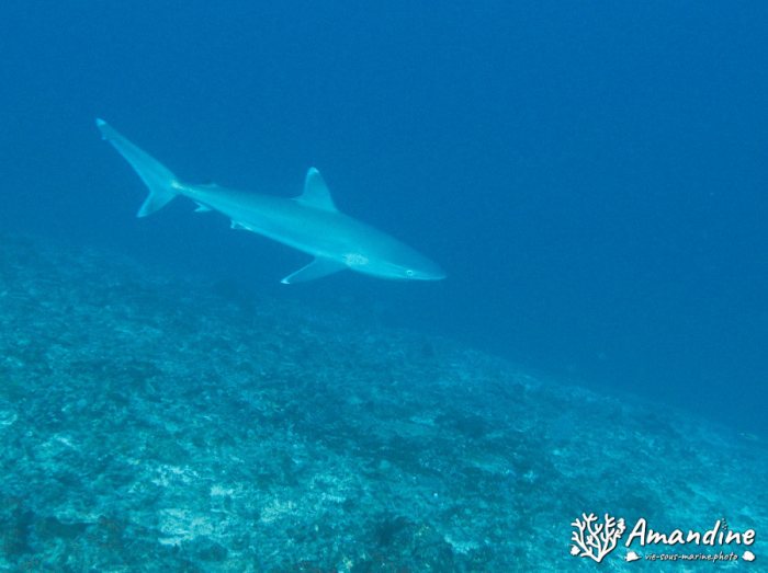 Requin pointe blanche (albi)