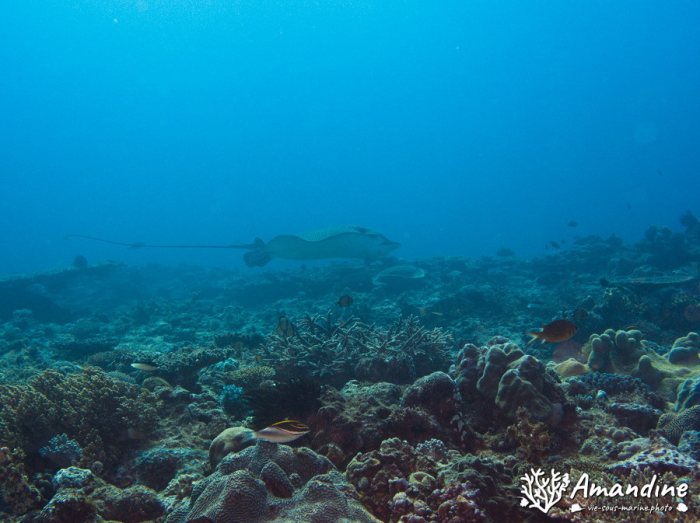 Aetobatus ocellatus