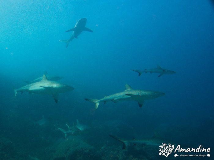Carcharhinus amblyrhynchos