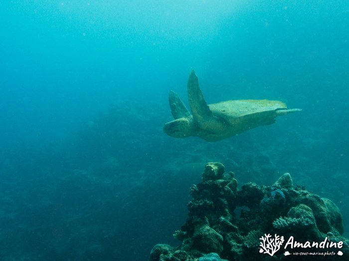 Caretta caretta (tortue grosse tête)
