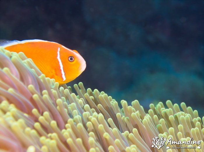 Amphiprion perideraion
