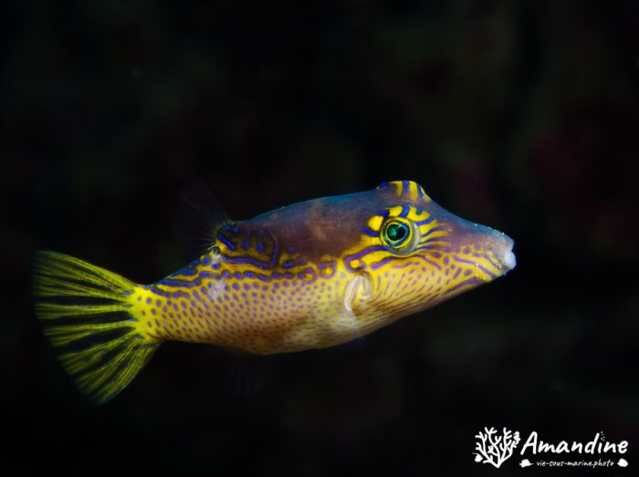 Canthigaster epilampra