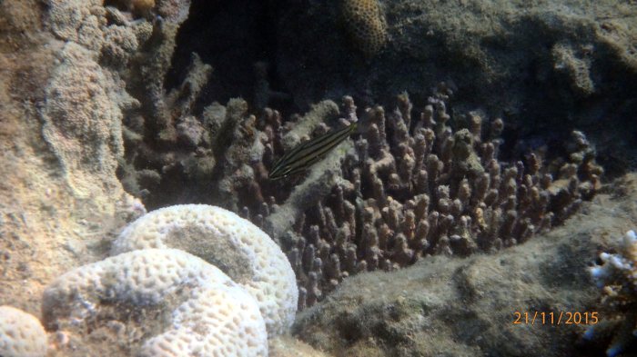 Cheilodipterus quinquelineatus