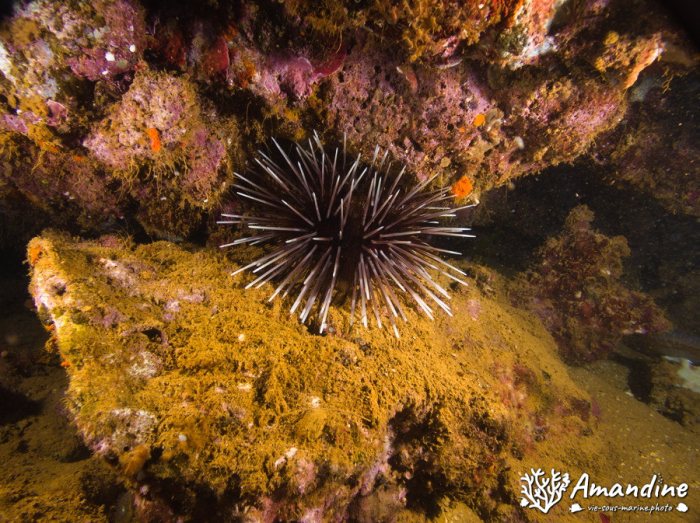 Echinometra mathaei