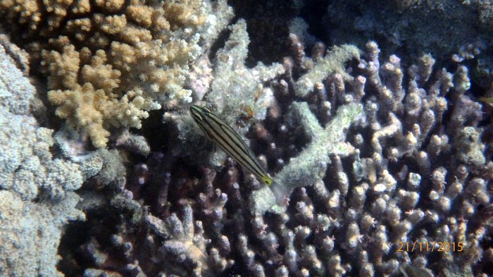 Cheilodipterus quinquelineatus