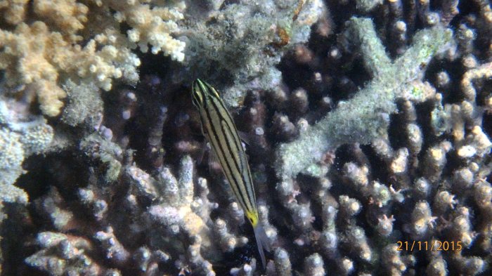 Cheilodipterus quinquelineatus
